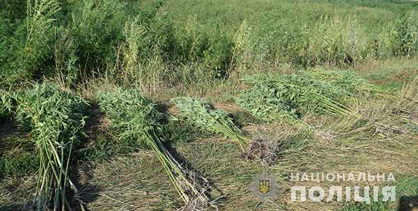 Понад 200 тисяч рослин конопель виявили на Полтавщині