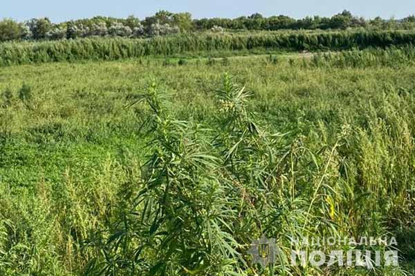 Понад 200 тисяч рослин конопель виявили на Полтавщині