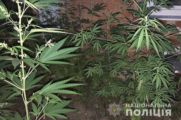 Операція «Мак» на Полтавщині