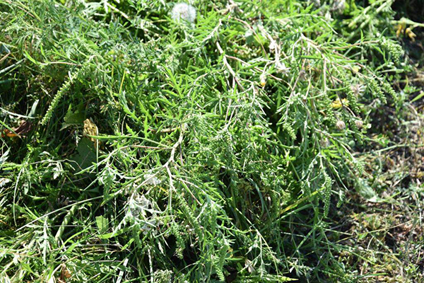 Як в Пирятинській громаді борються з амброзією