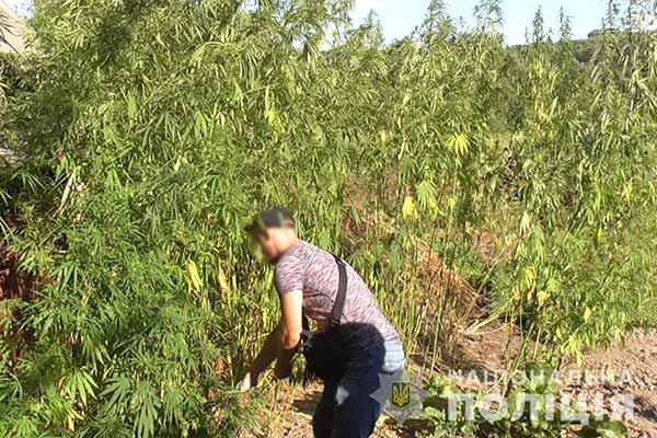 Конопляний врожай