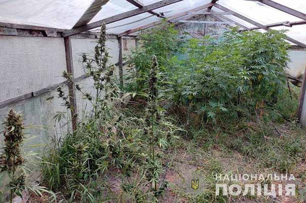 Конопляний врожай