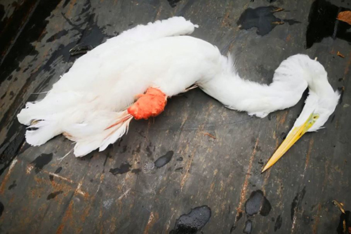На Полтавщині жорстоке поводження із чаплею двох підлітків, призвело до загибелі птаха