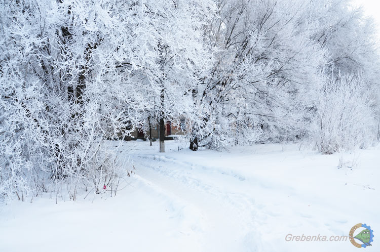 Ранковий іній. Неповторна краса вранішніх приморозків