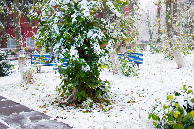 Перший сніг