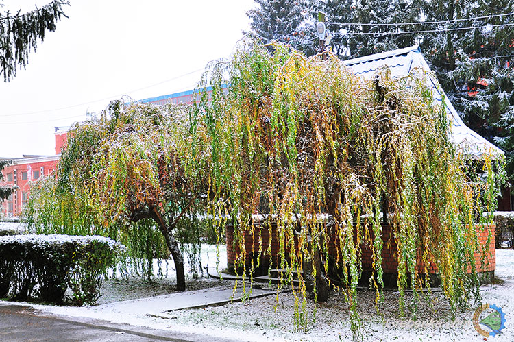 Перший сніг
