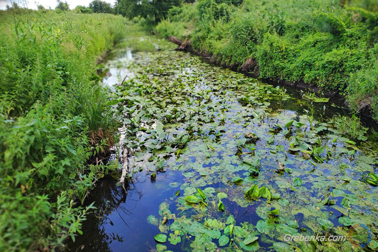 Річка Оржиця