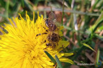Бджола на кульбабі