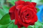 Роза, Rose