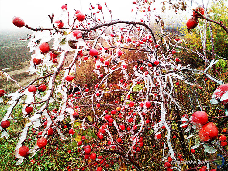 Осінній заморозок