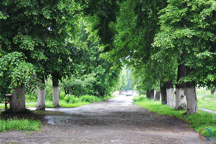 Вулиці Гребінки буяють зеленню і цвітом