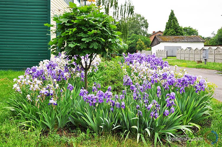 Краса весни та літа в Гребінці