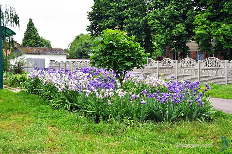 Краса весни та літа в Гребінці