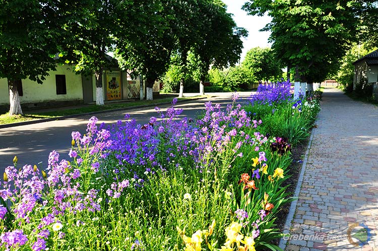 Весняна Гребінка захоплює красою