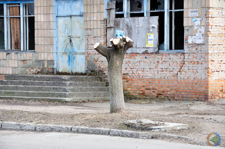 Омолоджуюча обрізка