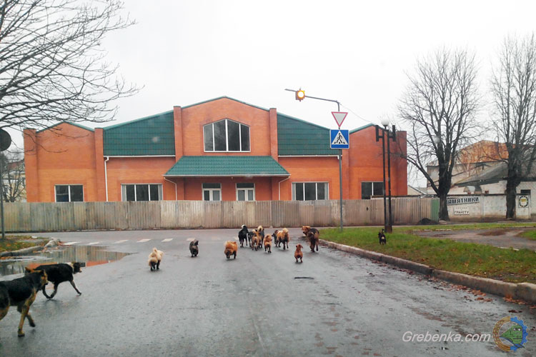 Собаче життя Гребінківщини