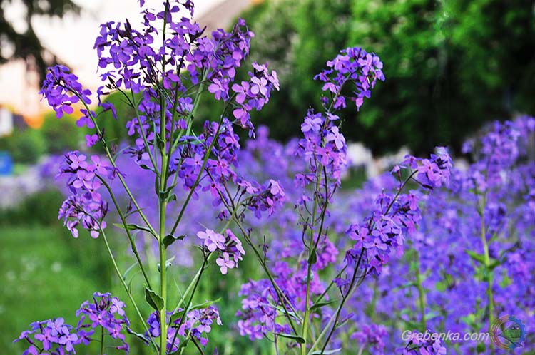 Краса весни та літа в Гребінці