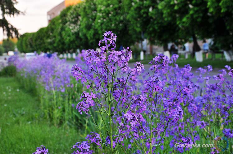 Краса весни та літа в Гребінці