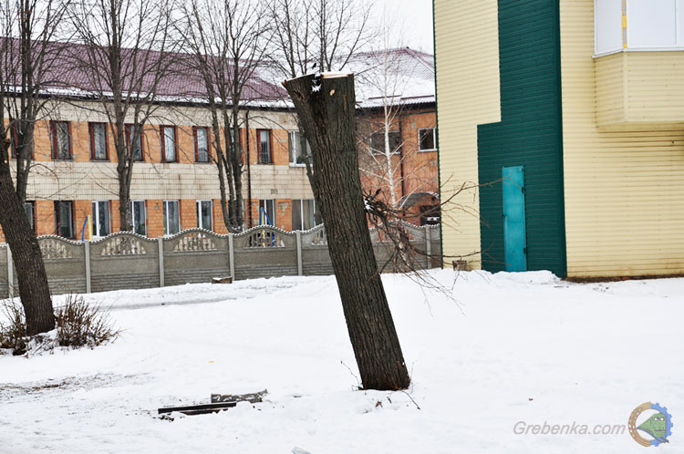 Деревам винесли вирок
