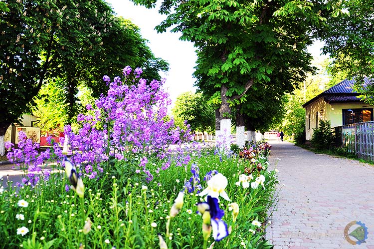 Весняна Гребінка захоплює красою