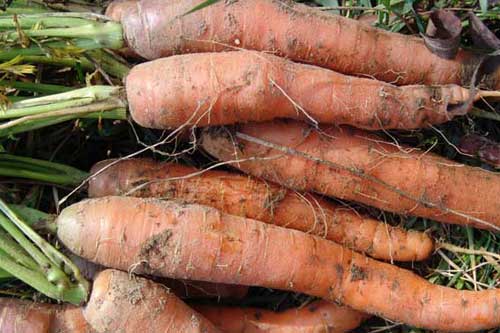  Сеем морковь под <b>зиму</b> 