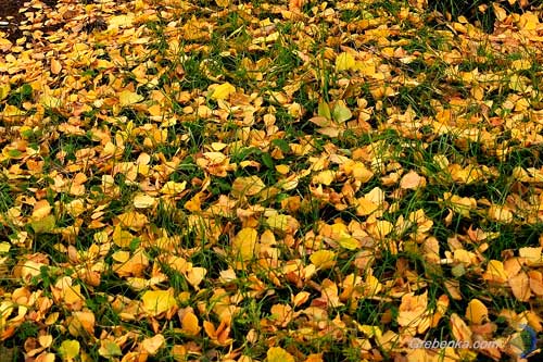 Что делать с осенними листьями на садовом участке