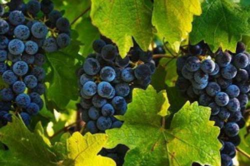 Косточки винограда сохраняют здоровье при химиотерапии