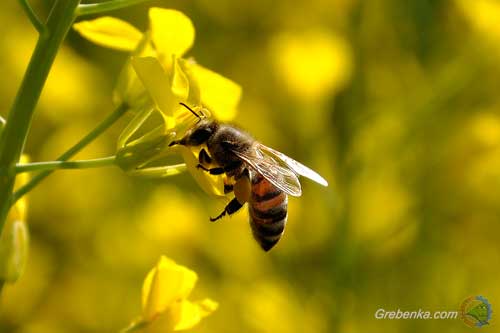  Не допустіть загибелі бджолосімей при застосуванні пестицидів 