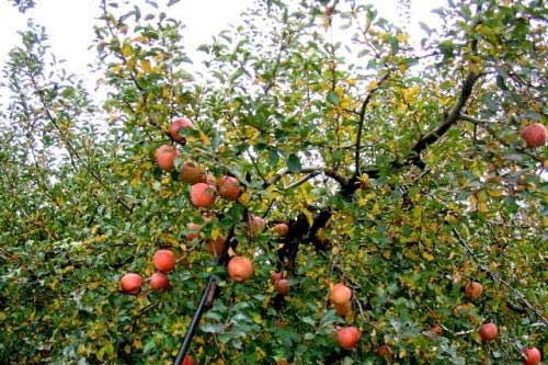 Як збирати яблука та груші для зимового зберігання