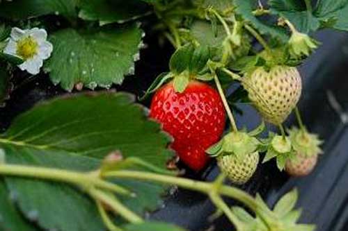  Голандська <b>технологія</b> вирощування полуниці 