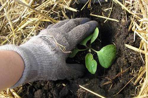  Как вырастить баклажаны: семь секретов хорошего урожая 