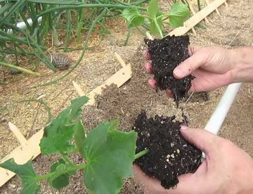 Достают растение с земляным комом Достают растение с земляным комом