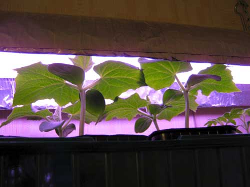 Для дополнительного освещения используют фитолампы Для дополнительного освещения используют фитолампы