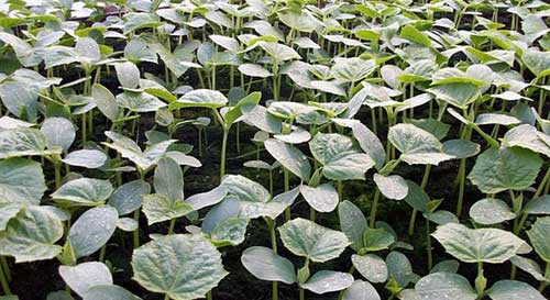 При слишком густом посеве растения рассаживают При слишком густом посеве растения рассаживают