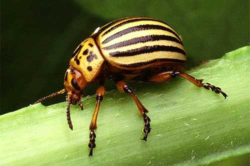 Народні методи, які допоможуть позбутися колорадського жука