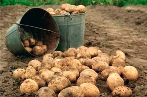  <b>Коли</b> краще <b>садити</b> картоплю, правильне вирощування та догляд 