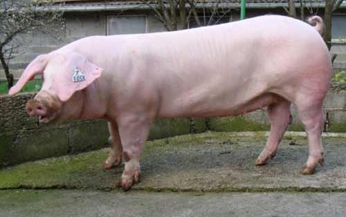 порода свиней Ландрас
