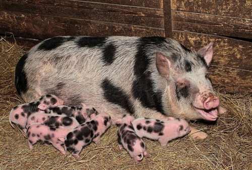 Гемпширська порода свиней