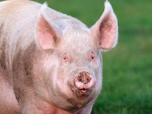 Миргородська м’ясна порода свиней