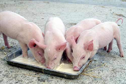  Які породи свиней існують і як правильно вибирати особин 