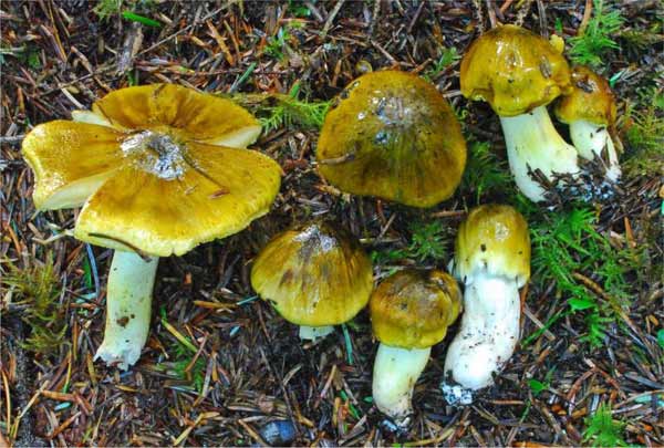 Їстівні гриби