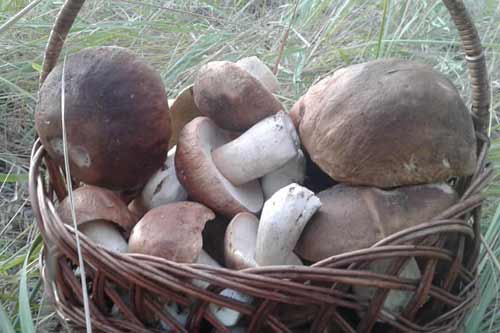 Грибные места белых грибов в сентябре и как не перепутать их с двойниками
