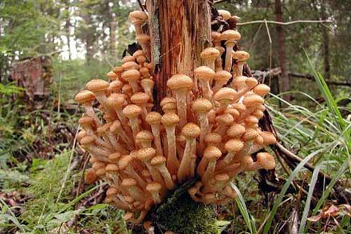  Які <b>гриби</b> ростуть в лісі в жовтні. Як вибрати день тихого полювання 