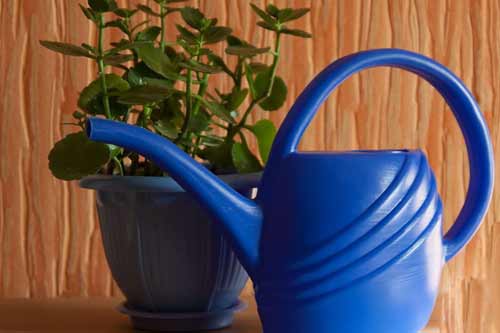 Удобрения для комнатных растений