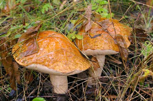  Подосиновик в сентябре: Грибные места и как определить, настоящий ли гриб 