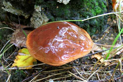 Где найти полсьский гриб в середине осени?