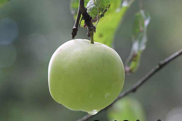  Яблоня из семечка: Как размножают яблоню из косточки в домашних условиях 