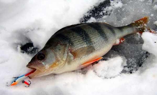 Риболовля на окуня. На що і коли ловити окуня