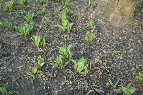 Коли потрібно розкривати часник