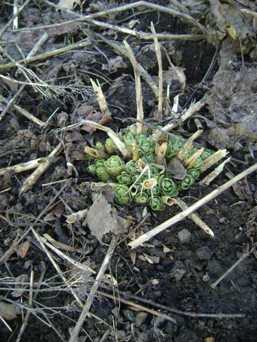 Коли потрібно розкривати часник